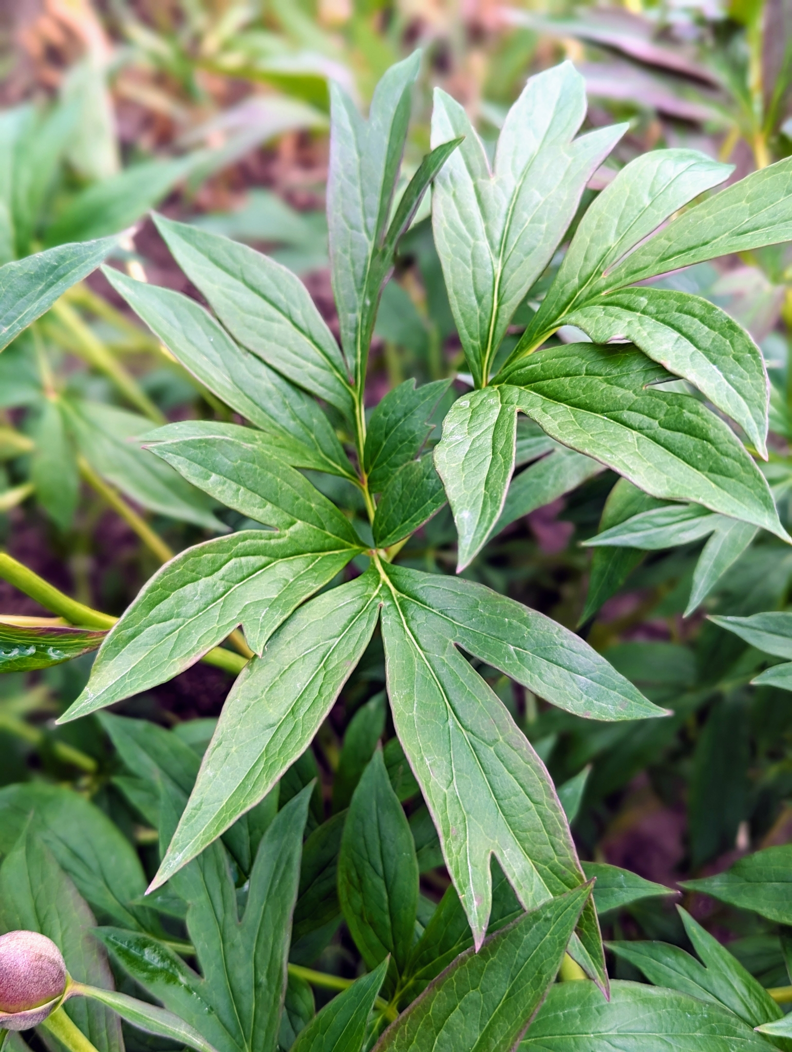 The Martha Stewart Blog : Blog Archive Planting Peonies - The Martha ...