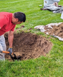 The team begins digging. The holes must be pretty wide – each one should be at least two to five times as wide as the root ball, but no deeper than the root ball. Once in the hole, the top of the root ball should just be slightly higher than the soil surface. The hole sides should also be slanted. Digging a proper hole helps to provide the best opportunity for roots to expand into its new growing environment.