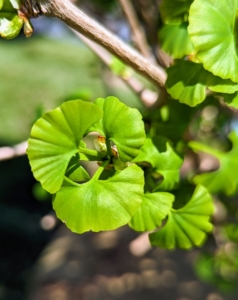 New foliage on the Ginkgo Goldspire™ emerges a rich shade of green, fan-shaped, and slightly curled. It keeps its color through summer, then turns buttery shades of yellow and gold in autumn before dropping.