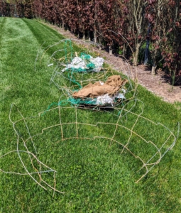 The burlap and metal cage wrappings help to support the root ball during loading, shipping, and transplanting. Some leave them in the ground, but I prefer to remove everything completely, so there is nothing blocking the growing roots.