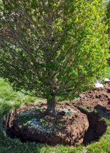 Then each tree is placed into its designated hole. When moving heavy specimens, only hold it by the root ball, the base and trunk of the planting – never by its branches, which could easily break. Once the Ginkgo is in its hole it is turned so it is straight and its best side is facing the pool.
