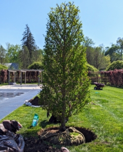 All the trees are positioned first before any backfilling is done, so adjustments can be made. These trees are now all in the ground and positioned correctly.