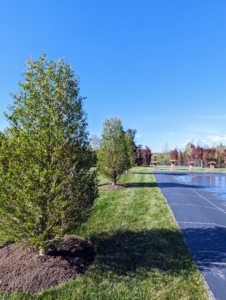 Here are three of the Ginkgo Goldspire™ Obelisk trees on one side. The term "obelisk" refers to the tall, four-sided, narrow tapering which ends in a pyramid shape at the top.