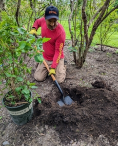Pasang digs the hole for one of our new lilacs. Lilacs appear from mid-spring to early summer just before many of the other summer flowers blossom. Young lilacs can take up to three-years to reach maturity and bear flowers – be patient.