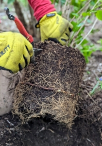 Pasang scarifies the root ball, making intentional cuts to stimulate growth.
