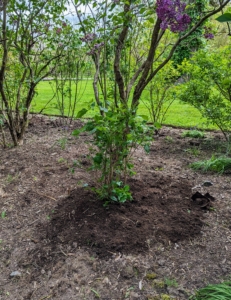 By planting an assortment, bloom time will be staggered and can last for up to two months. Just be sure to plant lilacs in full sun, which is necessary for good blooming. The soil should be moist, well-drained, and humus-rich. Lilacs cannot tolerate “wet feet” or wet roots. Soil that is average to poor with a neutral to alkaline pH is also preferred. Established plants will tolerate dry soil, but newly planted shrubs need to be kept moist for the first year until their roots are set.