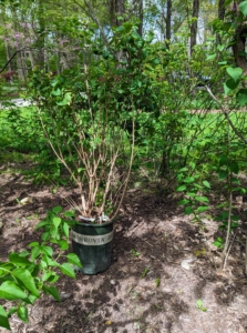 I always take note of what areas need filling and add plants to those areas gradually. This year, we're adding 15-lilacs to the garden. They are all from Monrovia and include 'Yankee Doodle,' 'Lavender Lady,' 'Betsy Ross,' and 'Old Glory.'