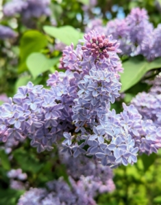 Lilacs come in seven colors: pink, violet, blue, lilac, red, purple, and white.