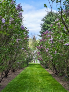 I planted this allée of lilac more than 15-years ago and it has thrived ever since. It is located behind my chicken coops not far from my tennis court. Lilacs are easy to grow, and can reach from five to 20-feet tall or more depending on their variety.
