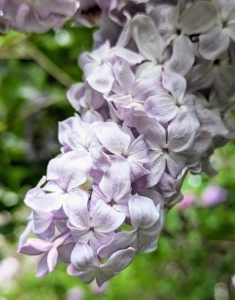 Lilacs have pyramidal clusters of blossoms with both single and double types – all with the same glossy green leaves.