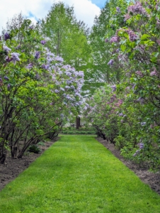 Here’s a view looking south. Lilacs have been well-loved by gardeners for so many years. They are tough, reliable, and ever so fragrant. I hope this inspires you to grow lilac, the “Queen of shrubs.” It will quickly become one of your favorites in the garden.