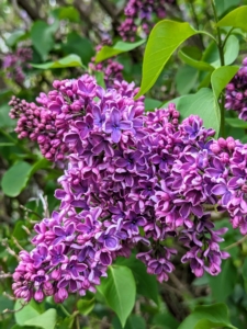 When cutting, cut the lilacs right at their peak, when color and scent are strongest, and place them in a vase as soon as possible. The purple lilacs have the strongest scent compared to other colors.