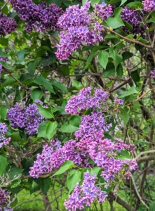 And do you know... lilacs were grown in America’s first botanical gardens? Both George Washington and Thomas Jefferson grew them.