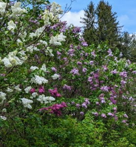 Most lilacs thrive in hardiness zones 3 through 7, in cooler climates with chilling periods. Lilacs are typically clump forming, producing new shoots from the base of the trunk, which can be used for propagating.