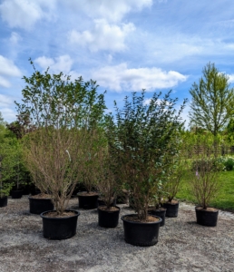 These trees are all from Select Horticulture Inc. in nearby Pound Ridge, New York. These are deciduous hornbeams and privets, which are now beginning to leaf out for the season.