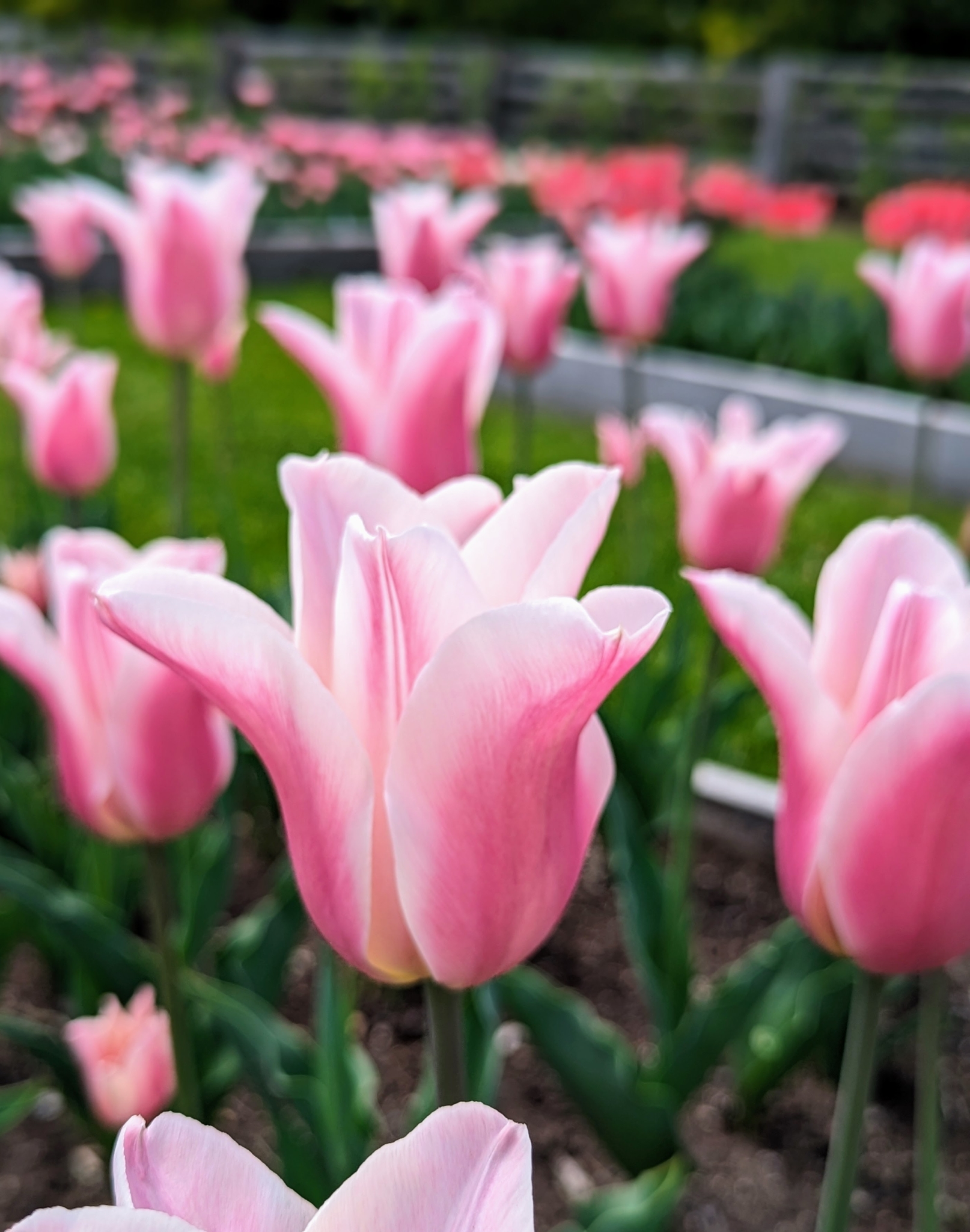 Breathtaking Martha Stewart Tulip Bulbs Design in 4K Breathtaking Martha Stewart Tulip Bulbs Design in 4K
