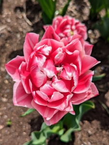 Tulip 'Columbus' is a beautiful peony tulip in glowing reddish pink with white edges. Huge double flowers sit on strong tall stems making it a popular cut flower variety.