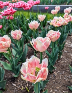 And do you know... tulips continue to grow after they are cut? Tulips grow about an extra inch after cutting and bend toward the light. Kept well-watered and away from heat, tulips can last about a week.
