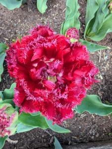 Tulip 'Qatar' is another striking double fringed variety - this one in bright red.
