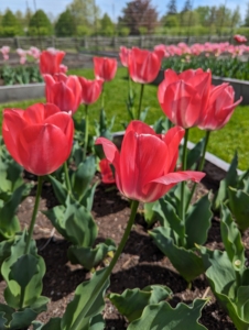 Tulips are perennial, spring-blooming plants. They are grown for their graceful leaves and bright and cheery flowers.
