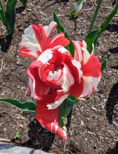 Tulip 'Estella Rijnveld' is a flamboyant bicolor flower with bold red and white flames that vary in width and intensity.