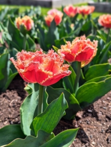 Tulips can range from six-inches to 32-inches in varying shapes and forms.