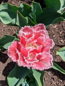 This 'Queensland' tulip is a double fringed variety. It has rosy colored petals accented with light pink ruffles and serrated edges. The flowers can grow to five-inches across and up to 14-inches tall.