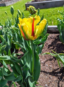 The Flaming Parrot tulip is big and bold. It features a variegated yellow and red pattern on ruffled, textured petals atop 18-inch stems.