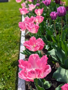 Tulips require full sun for the best display, which means at least six-hours of bright, direct sunlight per day.