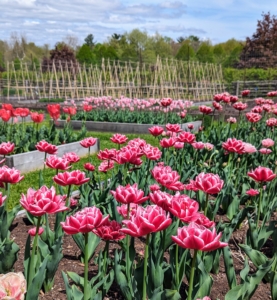 All tulips are planted as bulbs in the fall and bloom in the spring.