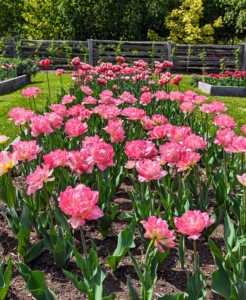 And yes, Tulip Mania was real! It was a period during the Dutch Golden Age when prices for some tulip bulbs reached extraordinarily high levels. It started around 1634 and then dramatically collapsed in February 1637.