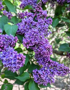 The lilac, Syringa vulgaris, is a species of flowering plant in the olive family Oleaceae. Syringa is a genus of up to 30-cultivated species with more than one-thousand varieties.