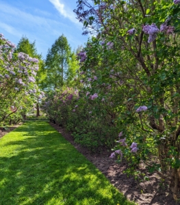 Lilacs should be pruned each year shortly after blooming has completed. At that time, remove spent flowers, damaged branches, and old stems, but never prune after July 4th because at that point, the tree has already begun to set next year’s buds.