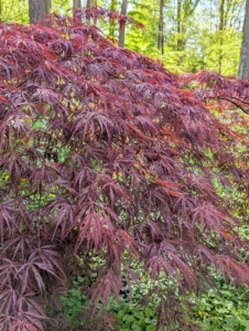 Japanese maple forms can be weeping, rounded, dwarf, mounding, upright, or cascading. Red leafed cultivars are the most popular, followed by green shrubs with deeply dissected leaves.