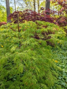 Japanese maples prefer slightly acidic, well-draining soil in sheltered areas with morning sun. My Japanese Maple Woodland is located in the perfect spot just beyond my allée of lindens.