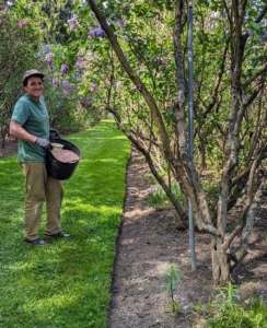 And here's Ryan feeding the lilacs. Lilacs respond vigorously to regular and liberal amounts of fertilizer. One to two large handfuls of a 5-10-5 granular fertilizer will enhance growth and flowering.