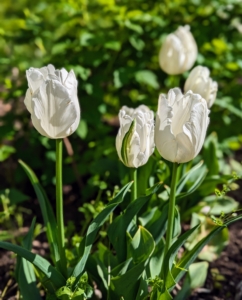These crisp white tulips are growing in a bed outside my greenhouse. Tulipa is the Latin word for tulip and is believed to be derived from Tulipan, meaning "turban" in Turkish - inspired by the shape of the tulip flower.
