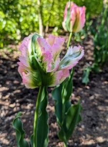 This unique tulip is called 'Green Wave' - it is mostly pink with dark green markings.