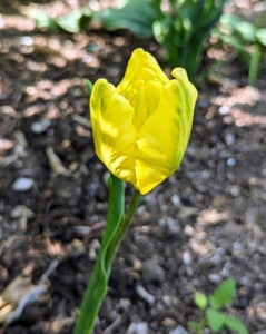 And here's a delicate yellow tulip with tinges of light green. There are more than 100 species tulips and at least 3,000 variation tulips in different combinations, gradients, and patterns. What are your favorites?