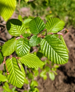 Hornbeams are often confused with the common beech because of their similar leaves; however, the hornbeam leaves are actually smaller and more deeply furrowed than beech leaves. The leaves are deciduous and alternate, with serrated margins.