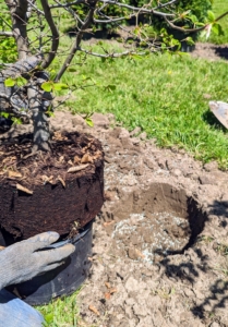 Meanwhile, the smaller hornbeams are also planted. This one is placed near the hole to check it for proper size. The hole is also sprinkled with fertilizer specially made for transplanting.