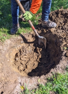 Then the digging begins. Remember the rule of thumb for planting – dig a hole that is two to three times wider than the root ball, but only as deep as the height of the root ball.