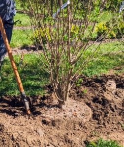 Once the specimen is positioned correctly, it is backfilled. A good tip is to “plant bare to the flare,” meaning do not bury the tree above its flare, where the first main roots attach to the trunk. Tree roots need oxygen to grow. By placing the root flare at or slightly above ground level when planting gives the tree the best chance for survival, growth, and development.