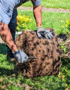 Using a Hori Hori knife, Arnold makes the necessary root ball cuts to stimulate and encourage root growth.