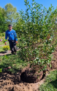 All these are in good condition, but we always position plantings with the best side facing inward toward the walking path. Alex steps back to check that the privet is straight and facing the right direction.