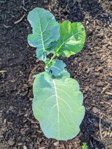 We also planted a bed of broccoli. Broccoli is ready to harvest 50 to 90 days after transplanting, depending on the variety. Broccoli is one of the healthiest vegetables and is high in vitamin-C and fiber.