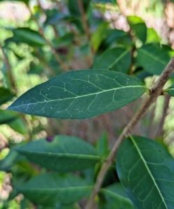 The leaves of the privet are elliptic-ovate, glossy, dark green and about two and a half inches long.
