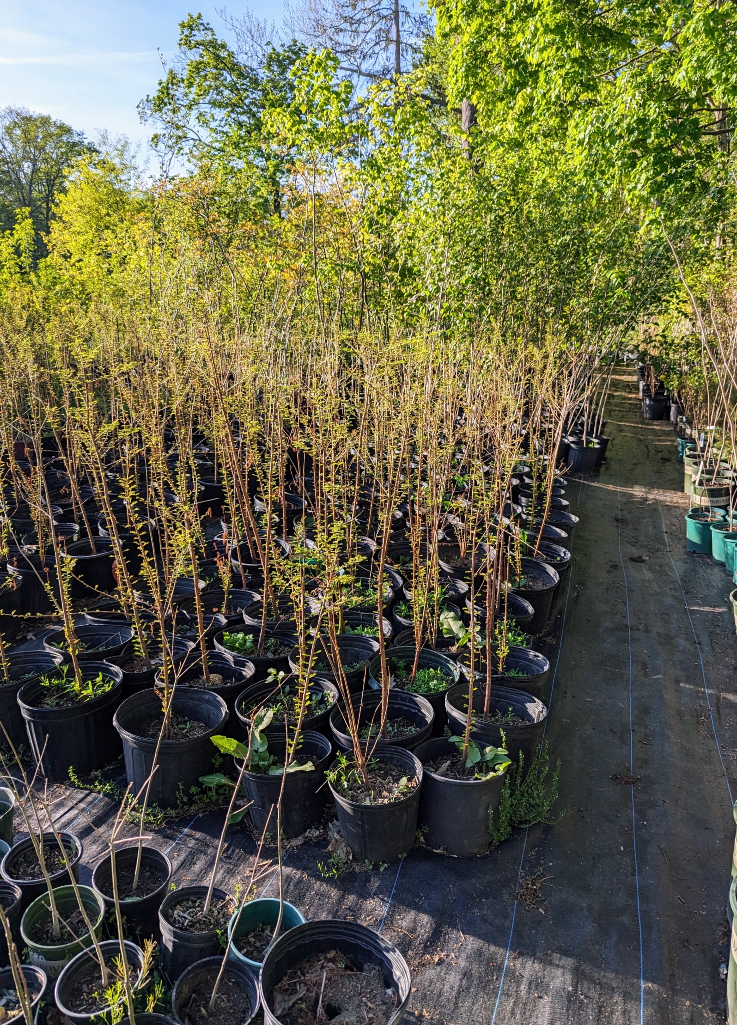 Whtewash Bare Root Trees Potting Bare Root Trees - The Martha Stewart Blog