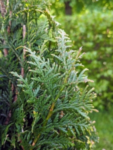 Here is a closer look at its rich green evergreen sprays which remain green through winter.