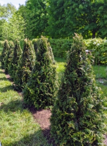 Many of our new plantings are from Monrovia, a wholesale plant nursery specializing in well-nurtured shrubs, perennials, annuals, ferns, grasses, and conifers with several nursery locations across the country. Tiny Tower® Green Giant Arborvitae is noted for its upright, compact habit with lively green foliage that is soft to the touch.